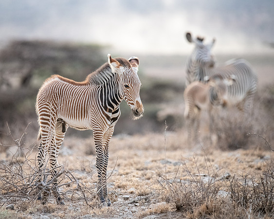 Grevy's Zebra, Samburu