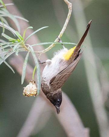 Common Bulbul, Ambroseli