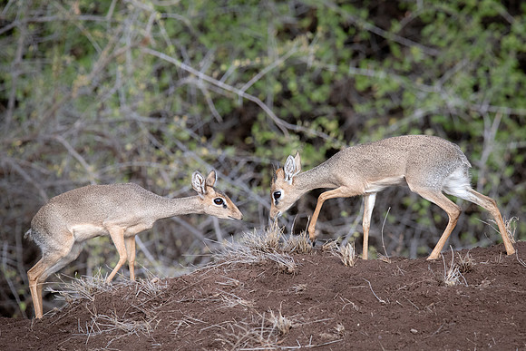 Dik-dik, Samburu