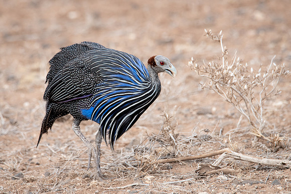 Vulturine Guineafowl, Samburu