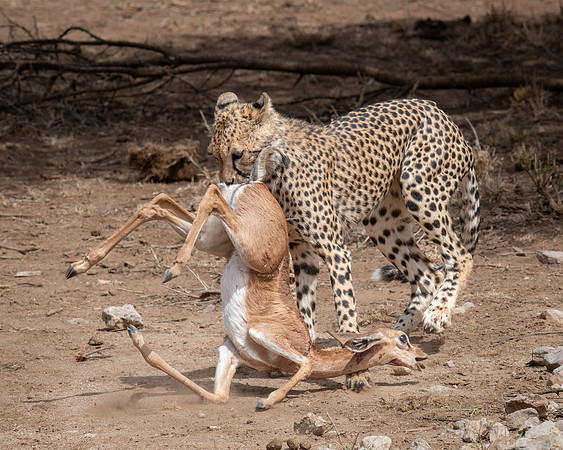 Young Cheetah with Gerenuk, Samburu
