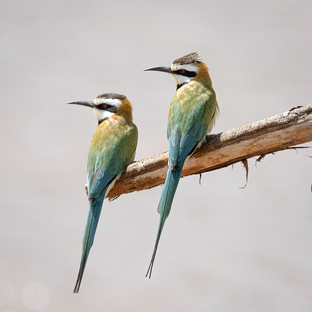 White-throated Bee-eater, Samburu