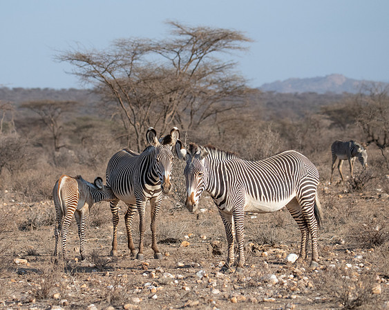 Grevy's Zebra, Samburu