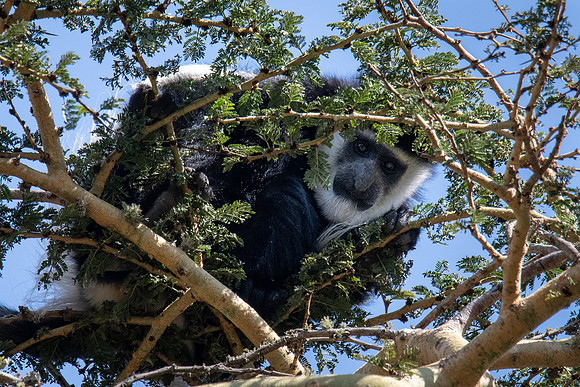 Colobus Monkey, Solio Reserve