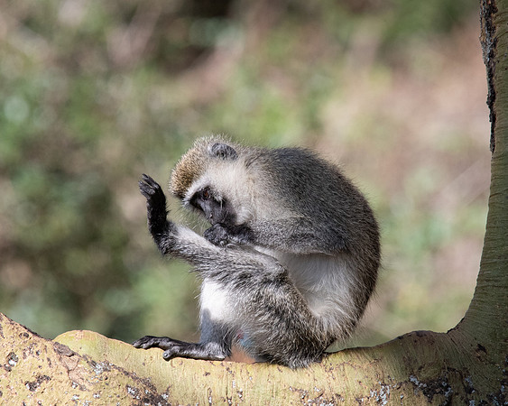 Vervet Monkey, grooming, Solio Game Reserve