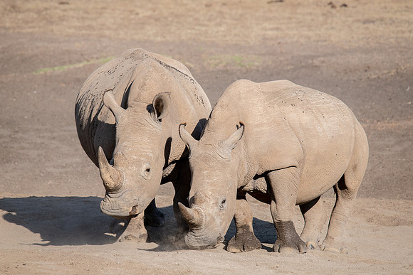 White Rhino share a saltlick, Solio Game Reserve