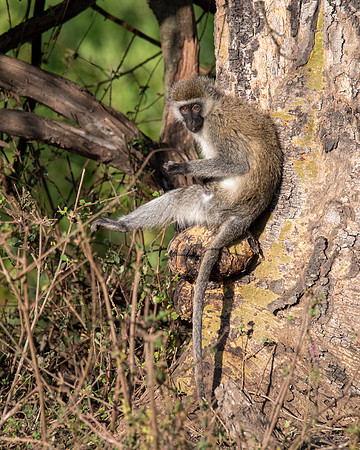 Vervet Monkey, Solio Game Reserve