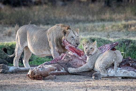 Lions on a Giraffe carcass, Solio Game Reserve