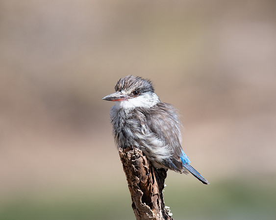 Striped Kingfisher, Solio Game Reserve