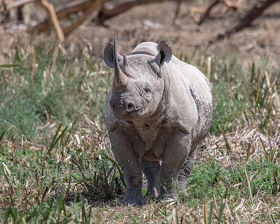 Black Rhino, Solio Game Reserve