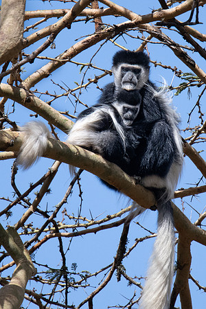 Colobus Monkey, Solio Reserve