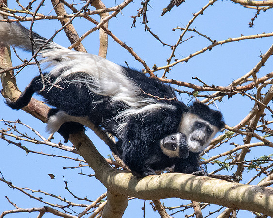 Colobus Monkey, Solio Reserve