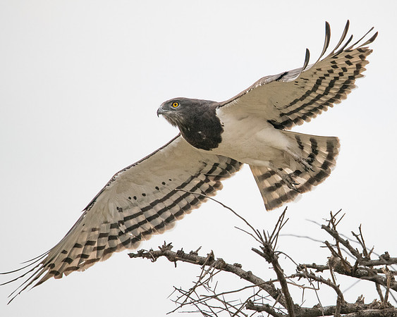 Black-chested Snake-eagle, taking flight, Mara Triangle