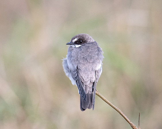 Banded Martin, Mara Triangle