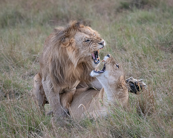 Mating Lions, Mara Triangle
