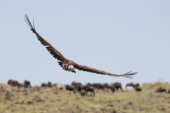 Lappet-faced Vulture, Mara Triangle