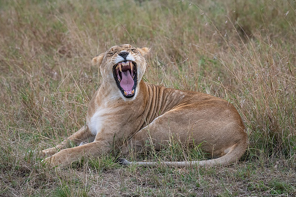 Lioness, yawning, Mara Triangle