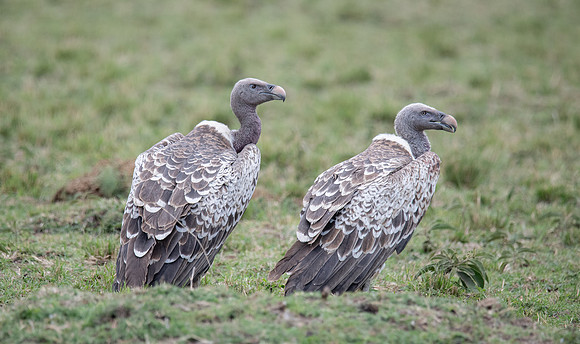 Ruppell's Griffon Vulture, Mara Triangle