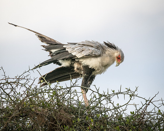 Secretary Bird, preparing to roost, Mara Triangle