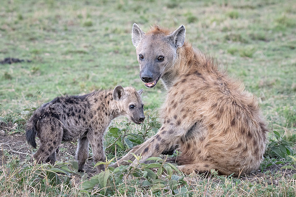 Spotted Hyena and cub, Mara Triangle.