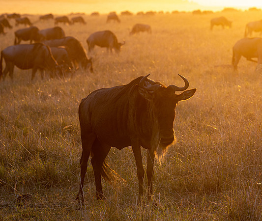 Wildebeest at Sunset, Mara Triangle