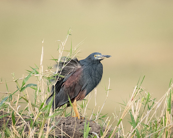 Rufous-bellied Heron, Mara Triangle