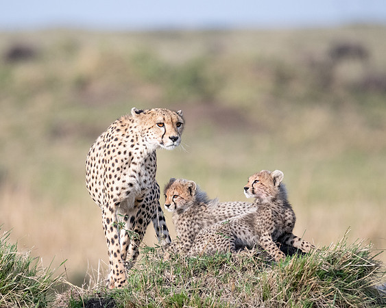 Cheetah mother joins cubs, Mara Triangle