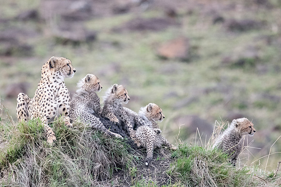 Cheetah family, Mara Triangle