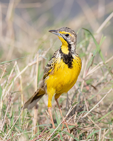 Yellow-throated Longclaw, Mara Triangle