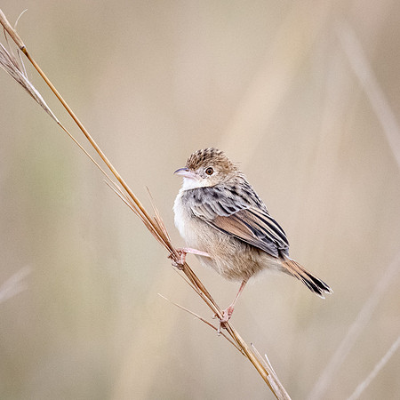 WInding Cisticola, Mara Triangle.