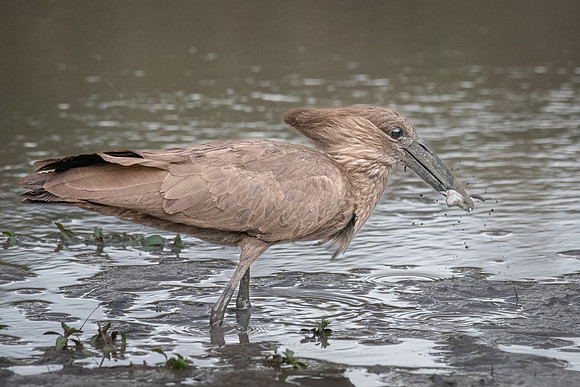 Hamerkop catching a frog, Mara Triangle