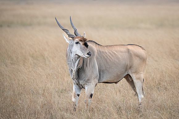 Eland, Mara Triangle