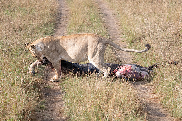 Lioness dragging a Wildebeest carcass, Masai Mara