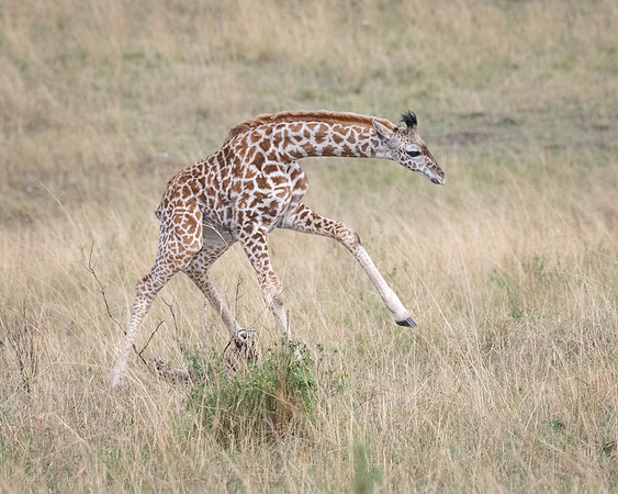 Giraffe calf, only days old, struggles for balance