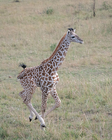 Giraffe Calf, a few days old, runs to catch up