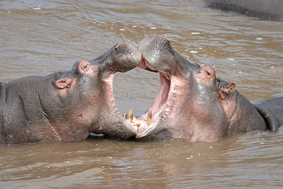 Hipps, mock fighting, Mara River