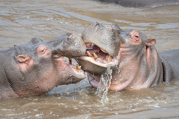 Hippos, mock fighting,  Mara River