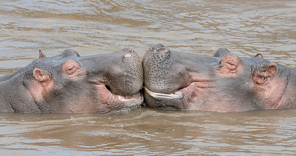 Hippos, mock-fighting, Mara River