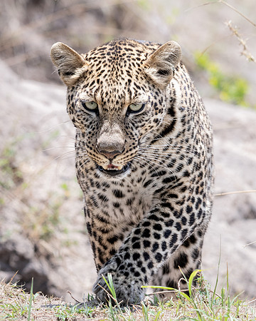 Leopard emerging from a stream bed, Masai Mara