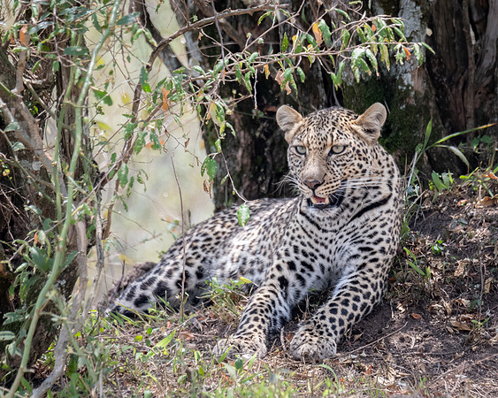 Leopard resting, Masai Mara