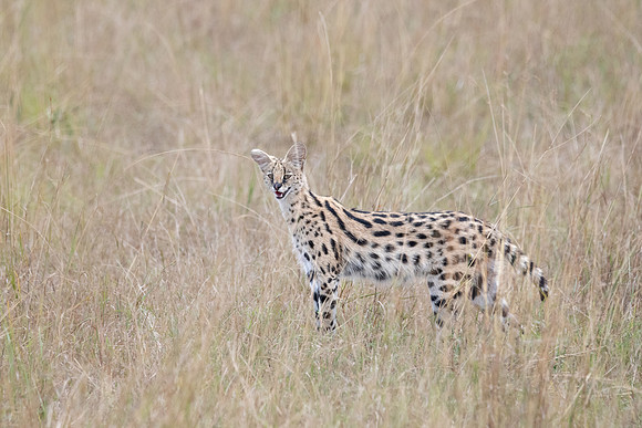 Serval, Masai Mara