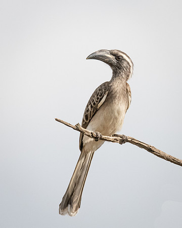 African Grey Hornbill, Masai Mara