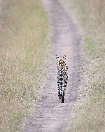 Serval, using a road to hunt, Masai Mara