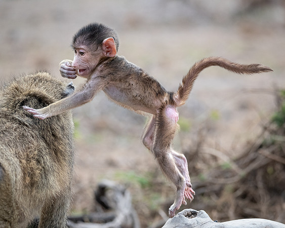 Yellow Baboon baby, leaping, Ambroseli