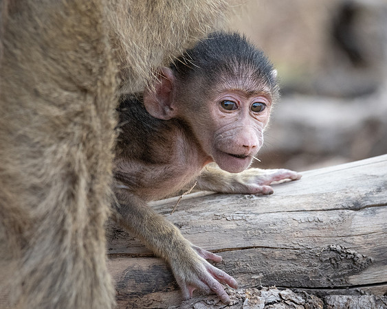 Yellow Baboon baby, Ambroseli