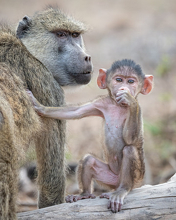 Yellow Baboon adult and baby, Ambroseli