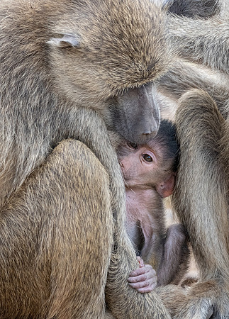 Yellow Baboon mother with baby, Ambroseli