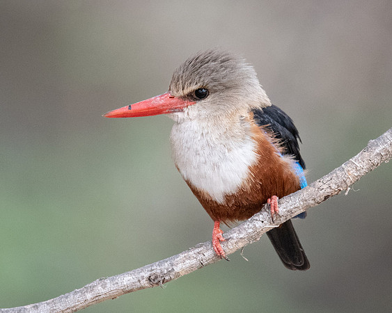 Grey-headed Kingfisher, Ambroseli National Park