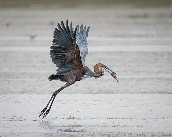 Goliath Heron with catch, Ambroseli