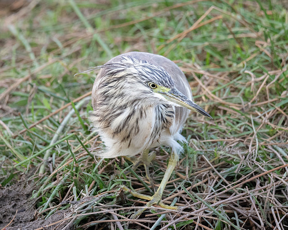 Squacco Heron, hunting, Ambroseli